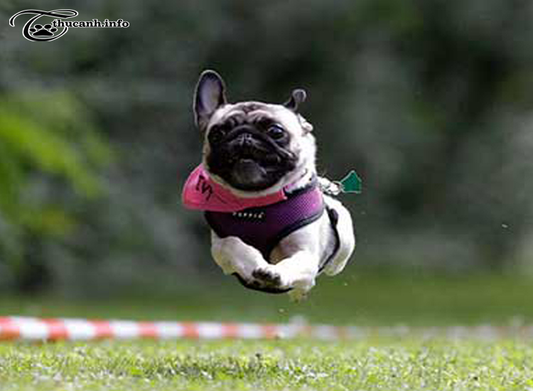Chó pug" - 128.446 Ảnh, vector và hình chụp có sẵn | Shutterstock