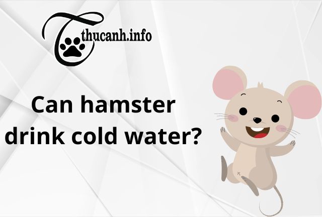Can Hamsters Drink Cold Water? Understanding its Effects