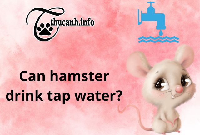 Is Tap Water Safe for Hamsters? Unveiling the Truth About Their Drinking Water