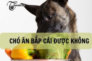 Chó ăn bắp cải có sao không?