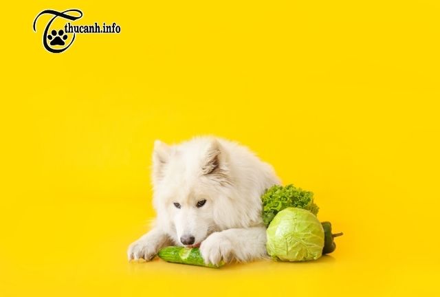 Bắp cải có những lợi ích gì với chó
