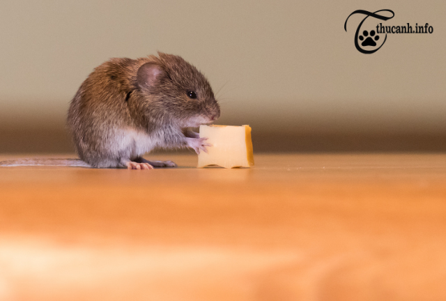 Alternative Treats and a Balanced Diet for Hamsters
