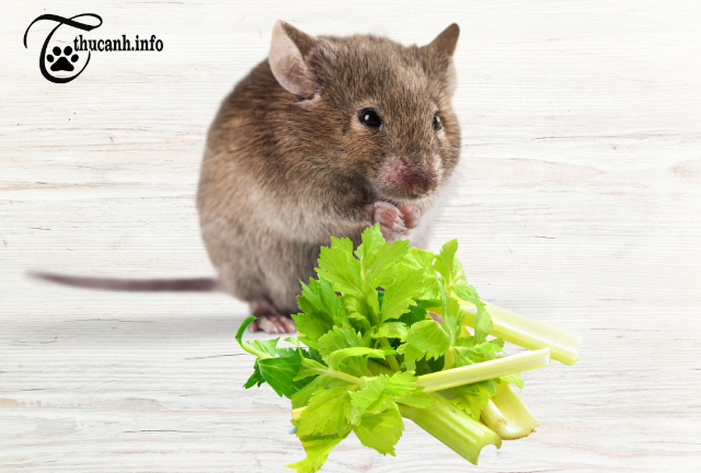 "Celery and Hamsters: A Match Made in Heaven or a Recipe for Disaster?
