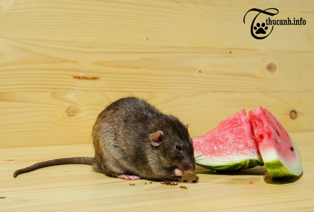 Can Hamsters Enjoy the Juicy Goodness of Watermelon?