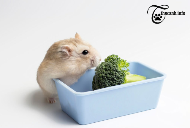 Why is it bad to feed hamsters broccoli?