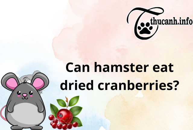 Before offering dried cranberries to your hamster