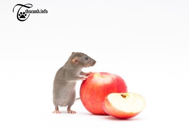 Concerns When Feeding Apples to Hamsters