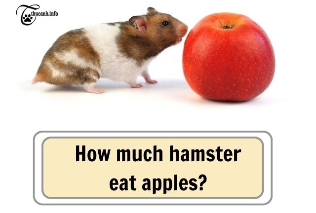 How much apples should I feed my hamster.