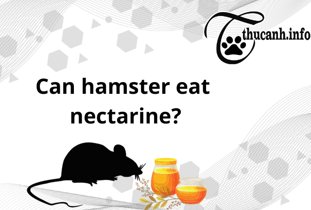 Is nectar good or bad for hamsters