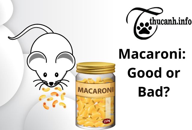 Risks of Feeding Macaroni to Hamsters