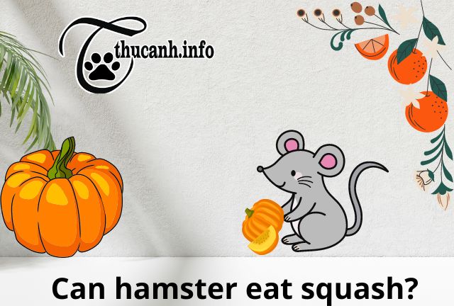 Hamsters and Squash: Safe and Nutritious Delight
