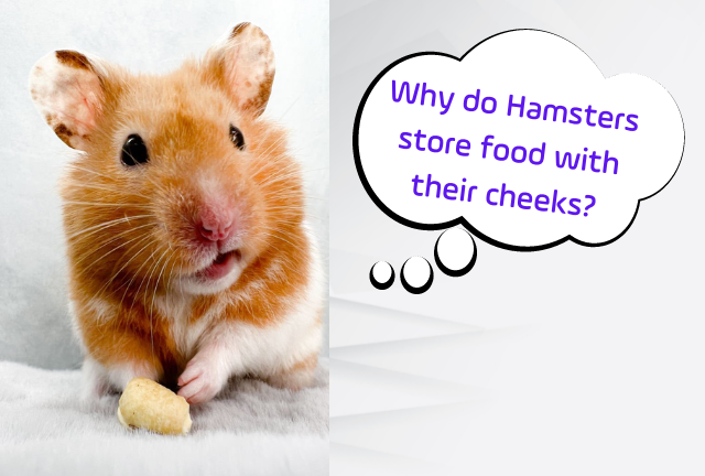 The Secret Life of Hamsters: Why Do They Store Food in Their Cheeks?