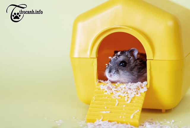Understanding the Instinct: Why Do Hamsters Hide Their Food?