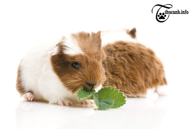 Hamster Nutrition 101: How Often Should You Change Your Hamster's Food?