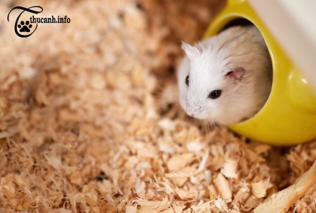 The Ultimate Guide to Hamster Nutrition: What Not to Feed Them