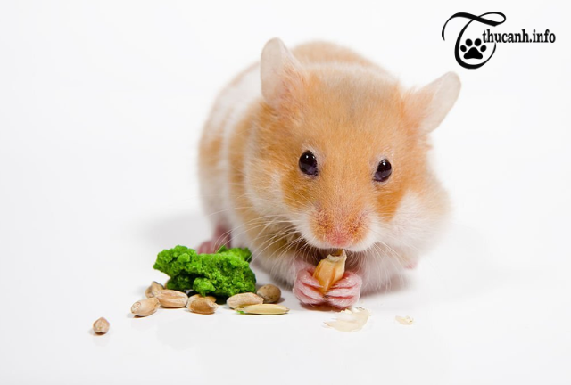 Hamster Heaven: What Foods Make Your Furry Friend's Day