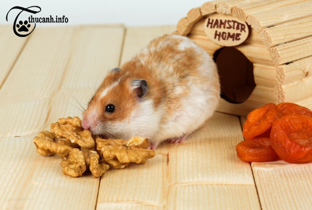 What's on the Menu? Human Foods Your Hamster Can Enjoy