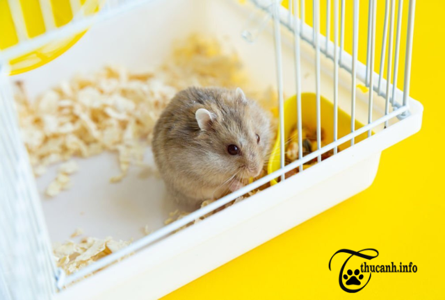 Hamsters' Hidden Delights: Unveiling the Surprising Foods They Can Enjoy Beyond Their Usual Diet