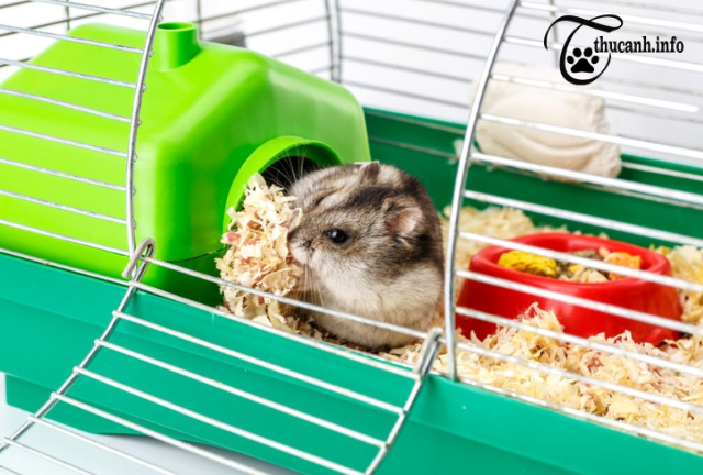 Unlocking the Secrets: Discovering What Hamsters Can Nibble on Besides Hamster Food