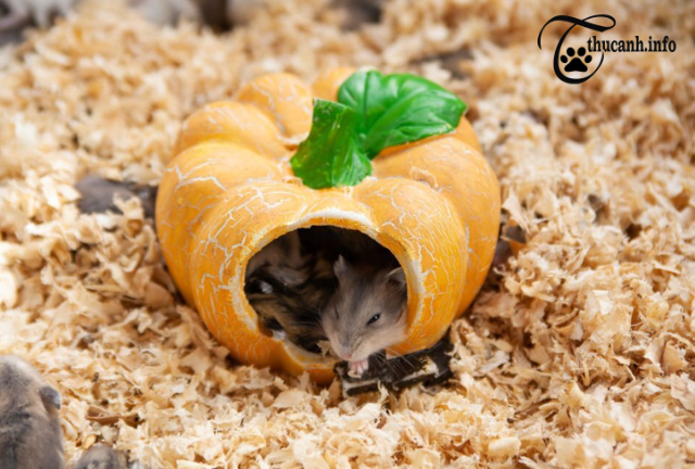 Exploring the Menu: A Guide to What Hamsters Can Eat Besides Their Regular Food