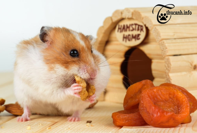 Feeding a Syrian Hamster: What Can They Eat?