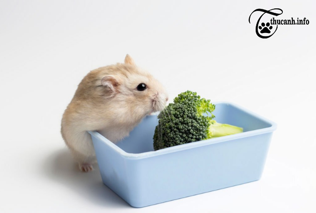 The Fascinating Science Behind Why Hamsters Bury Their Food
