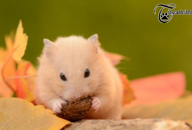 Alternatives to Walnuts for Hamsters