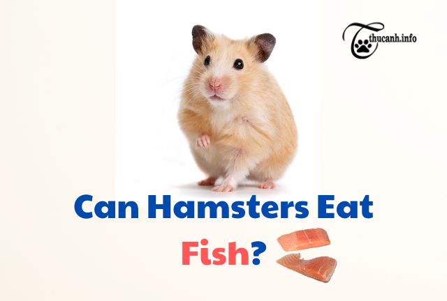 Can Hamsters Eat Fish?