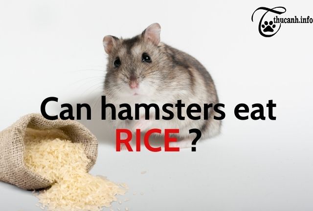 Can Hamsters Eat Raw or Cooked Rice?