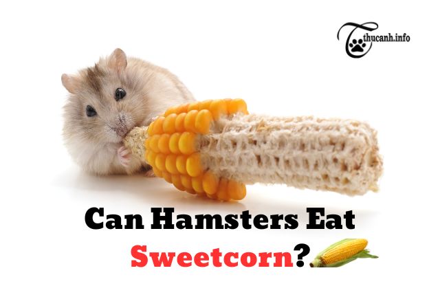Can Hamsters Eat Sweetcorn?