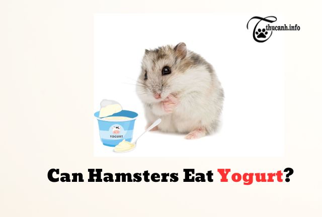  Can Hamsters Eat Yogurt?