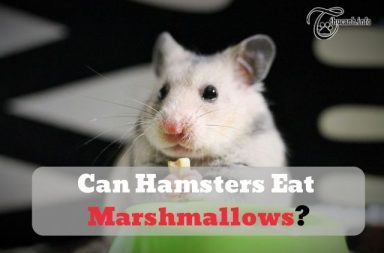 Can Hamsters Eat Marshmallows?