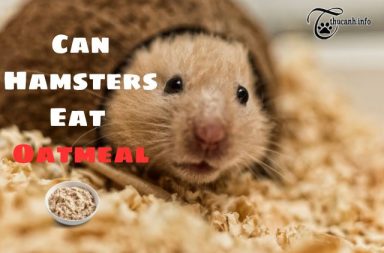 Can Hamsters Eat Oatmeal