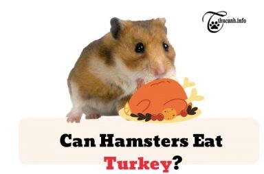 Can Hamsters Eat Turkey