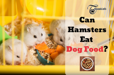 Can hamsters eat dog food