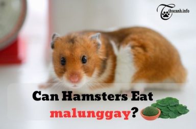 Can Hamsters Eat Malunggay?