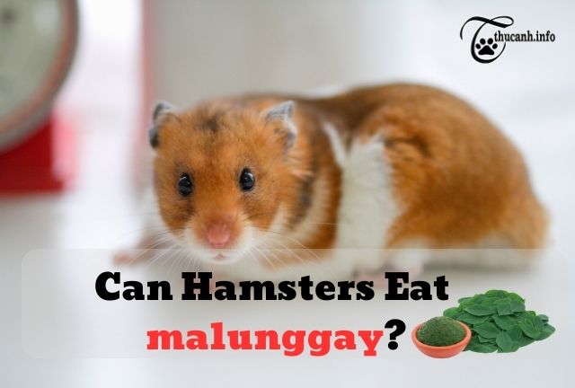 Can Hamsters Eat Malunggay?