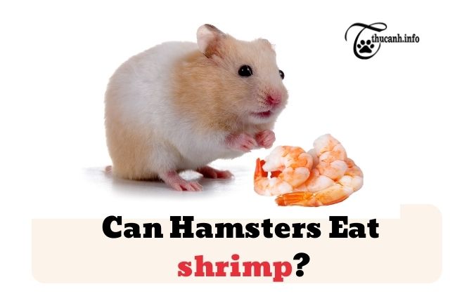  Can hamsters eat shrimp? 