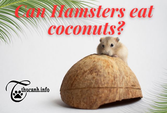 Is it good or bad for hamsters to eat coconuts?