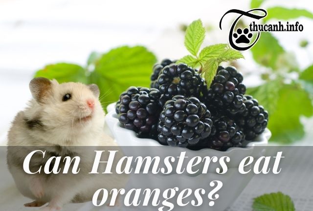 Is it good or bad for hamsters to eat blackberries?