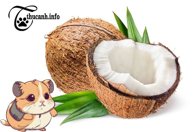 How Much Coconut Should You Give to Your Hamster