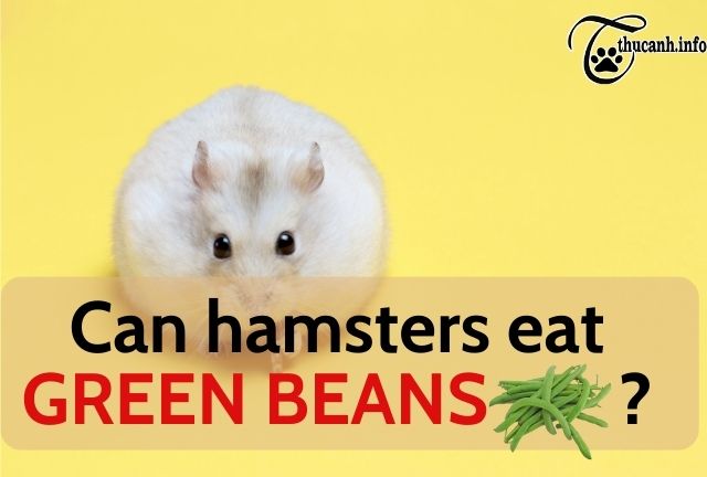 How good does a hamster eat green beans?