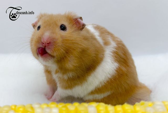 Choosing the Right Sweetcorn for Your Hamster