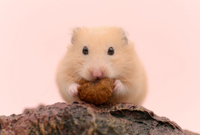 Nutritional Benefits of Walnuts for Hamster