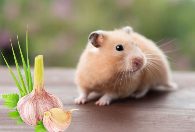 Some question about hamsters and garlic