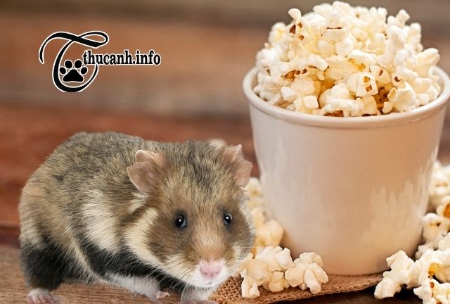 The amount of popcorn a hamster should eat