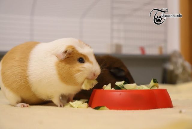 Vegetables for hamsters
