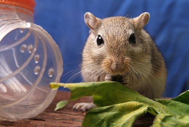 When should hamsters eat spinach
