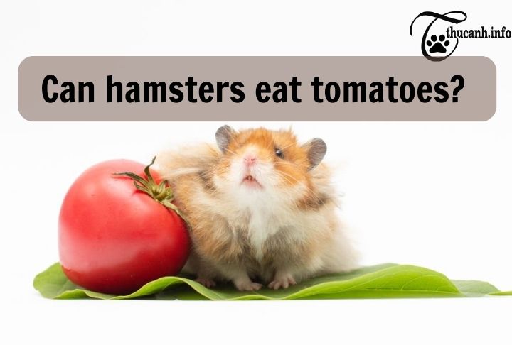 When should hamsters eat tomatoes?