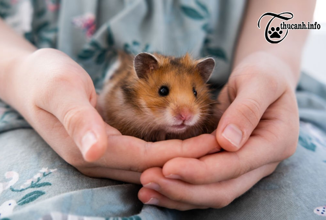 Budgeting for Your Hamster's Diet: How Much Does Food Cost?